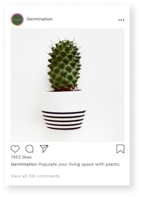 Social post with a plant on a white backdrop