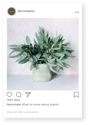 A post showing a plant on a white background.