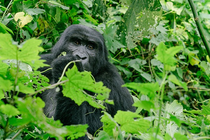 Bwindi Impenetrable National Park Uganda