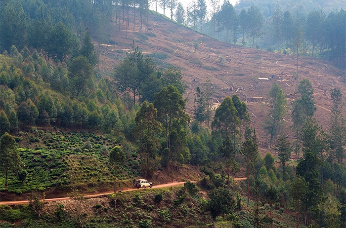 Bwindi Impenetrable National Park Uganda