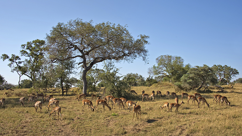 SOUTH AFRICA Savanna in South Africa