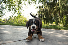 Kurgo's Outdoor Dog Toys Dog in backyard