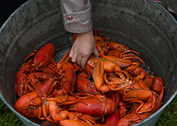 Maine Lobster Festival Big bucket of lobsters