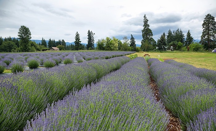 4 easy (and affordable!) day trips to take right now