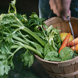 Marketing the freshest juice in town fresh picked vegetables in bucket