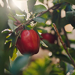 A commitment to health apple on a tree