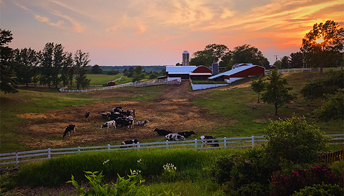 The Pursuit - Moomers view of farm with some cows around