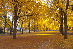 Make Like A Tree And Leaf trees in fall color