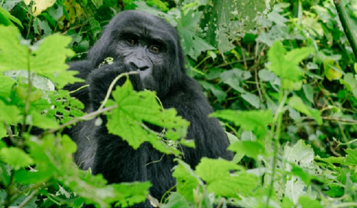 Sapphire Seven: Around the World Travel Guide wild gorilla in jungle