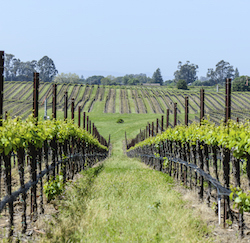 winery winery