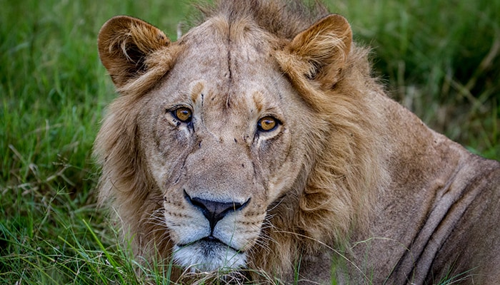 How entrepreneurs can run their businesses from exotic locations image# 1 A lion sitting in the grass