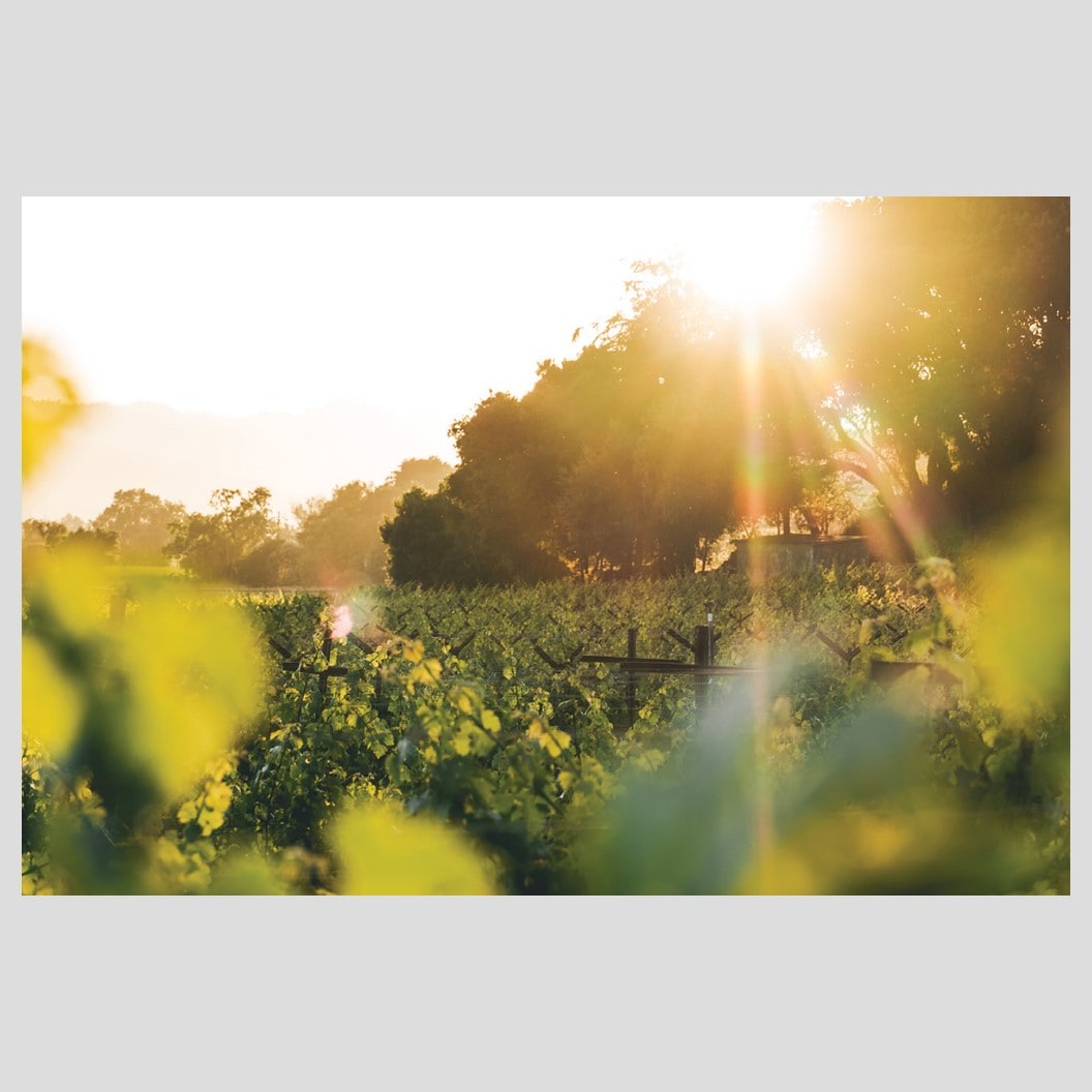 Bevan Cellars, a vineyard