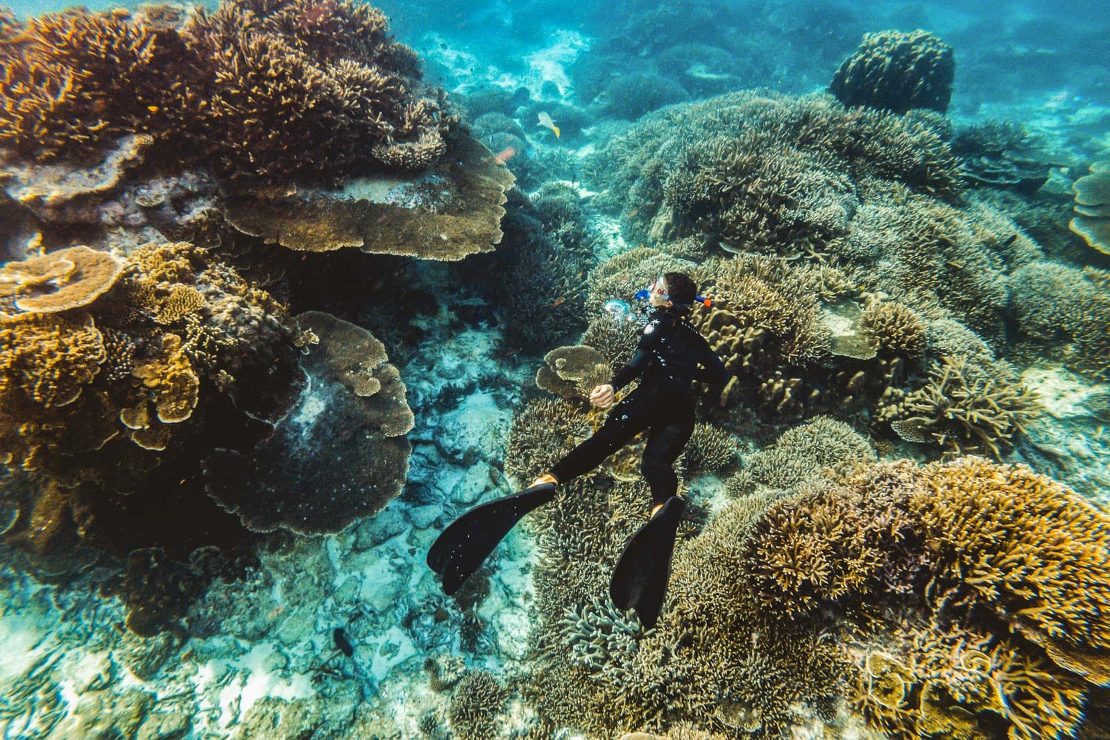 A diver explores an expansive coral reef
