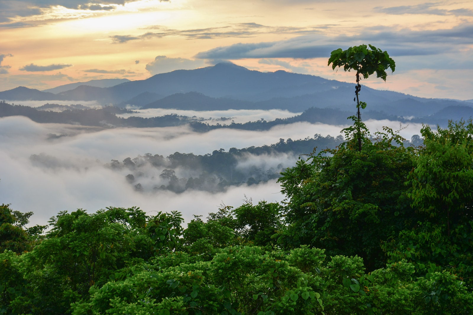 The sun rises over a rainforest.
