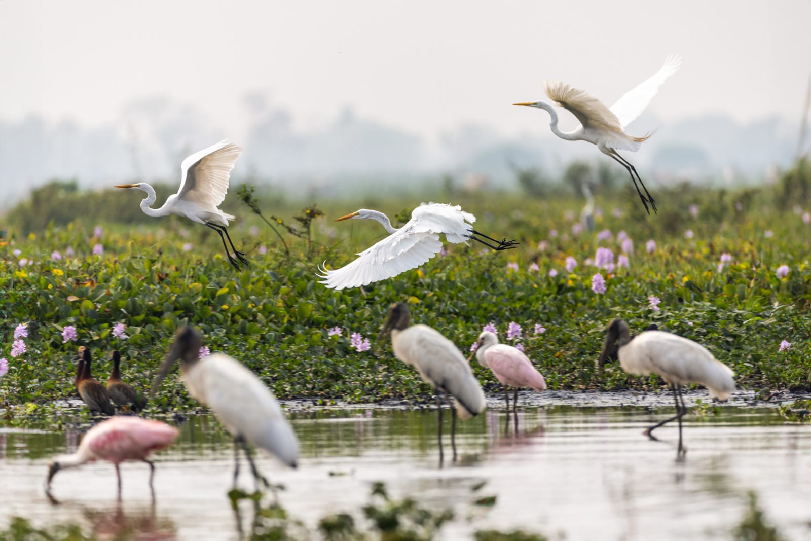 A group of flamingos takes flight from wetlands