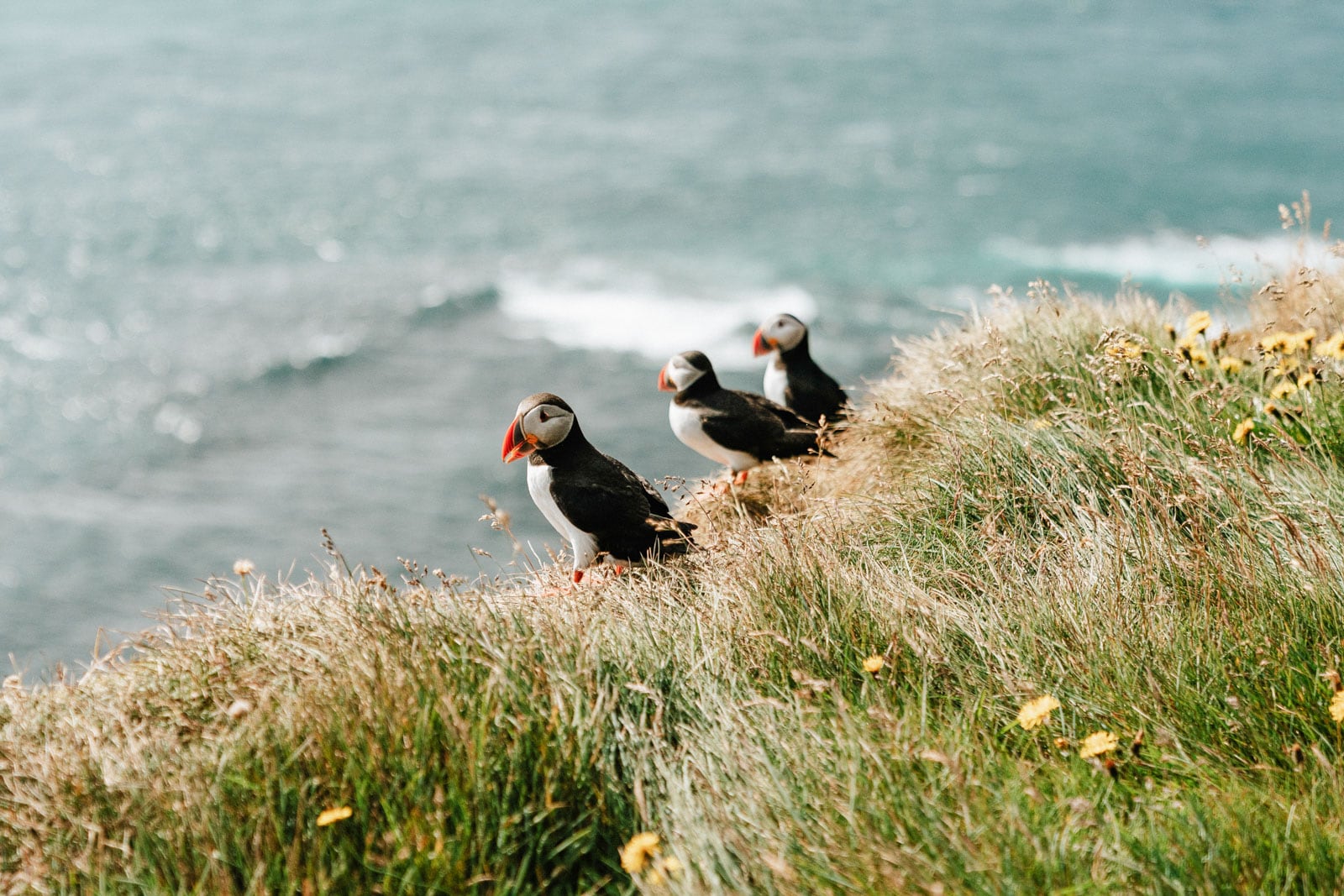 Three puffins stand in grass on a cliffside overlooking the ocean