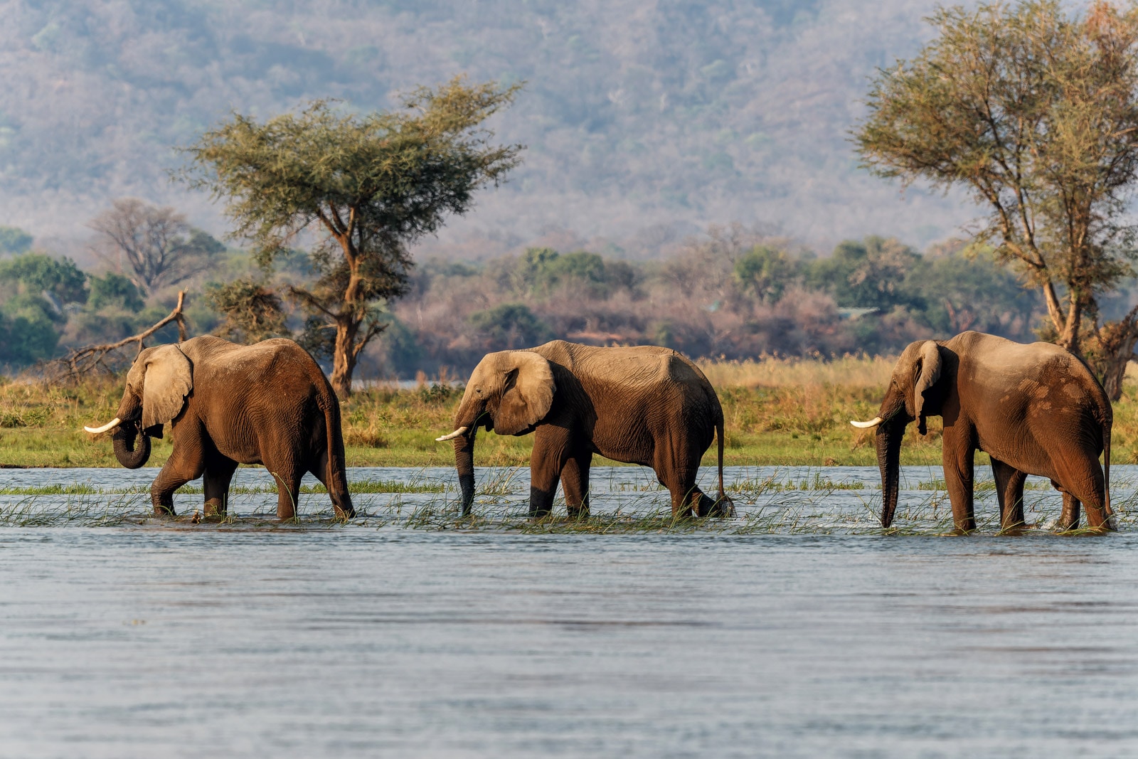 Elephant bulls walking in the Zambezi river in Mana Pools National Park in Zimbabwe with the mountains of Zambia in the back