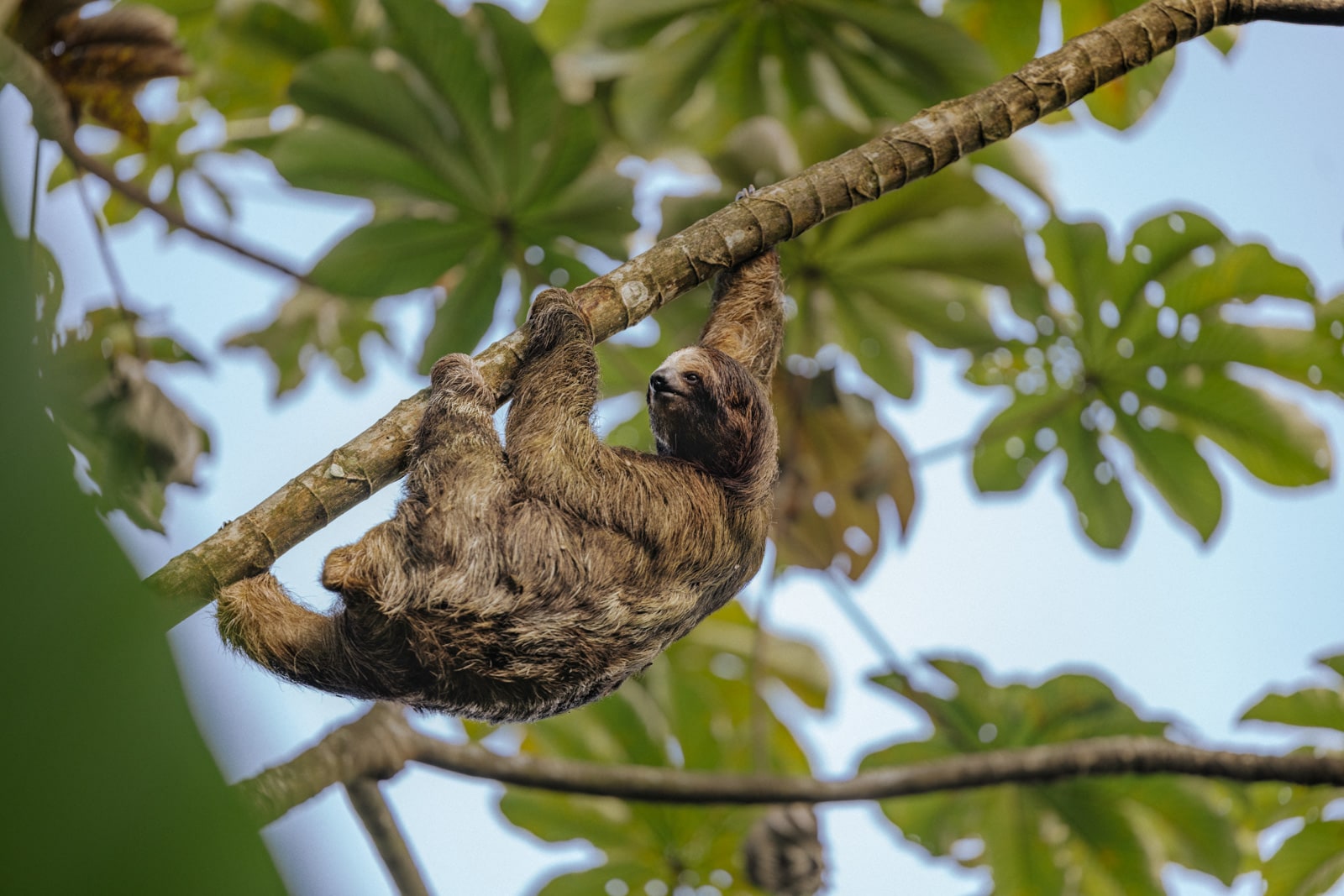 A sloth climbs a tree near Nayara Tented Camp in La Fortuna, Costa Rica.