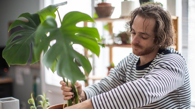 Unique houseplants add interest to the indoors - Jamestown Sun